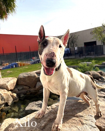 Xilo - Foster Needed